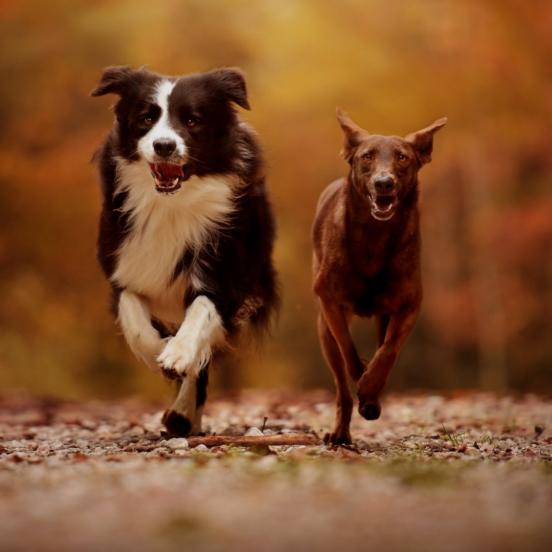 ADDED PRE BIOTICS | Vale Pet Foods