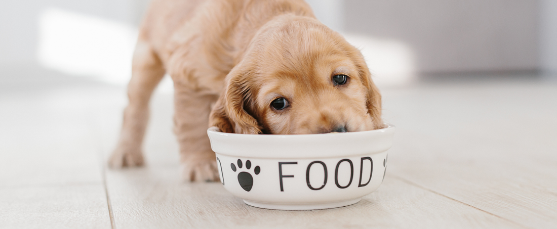 Dry Food vs Raw Food
