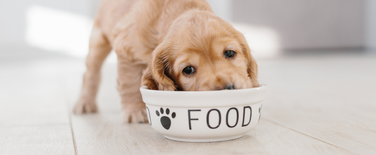 Dry Food vs Raw Food