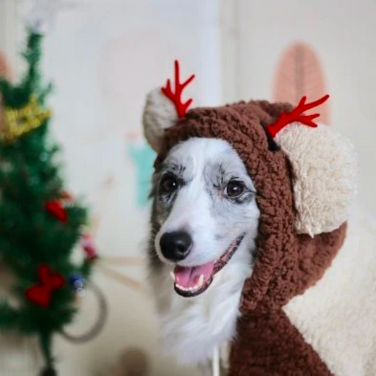 FOOD TO AVOID AT CHRISTMAS | Vale Pet Foods