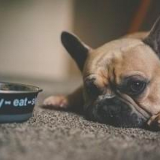 NEW YEAR, NEW DIET FOR YOUR DOG! | Vale Pet Foods