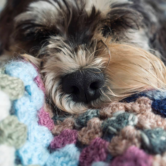 SAFE AND UNSAFE FOODS FOR YOUR DOG