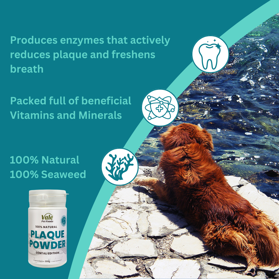 Plaque powder for dogs sale