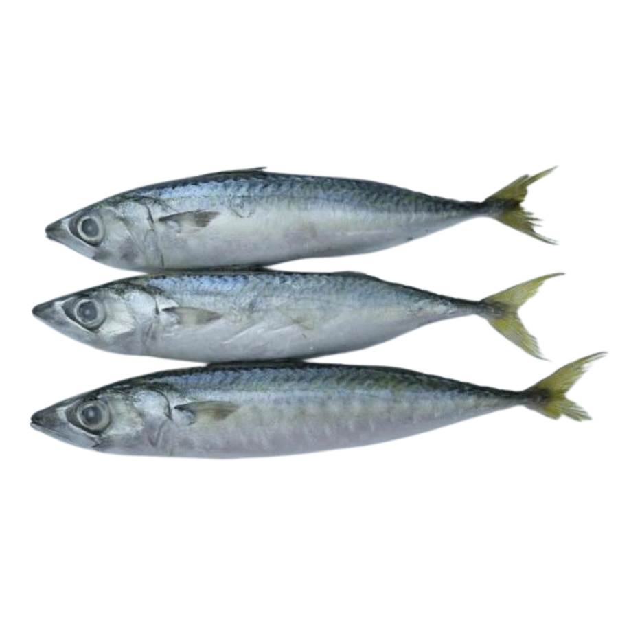 Whole Frozen Mackerel - 1KG