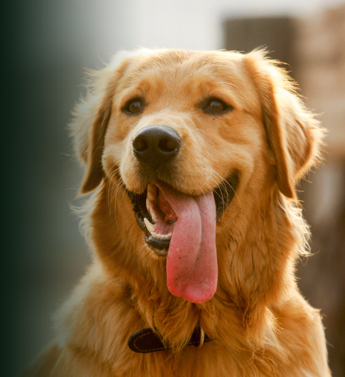 Feeding a naturally wholesome diet